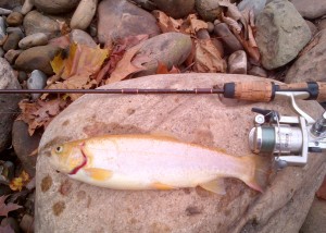 WV Golden Trout